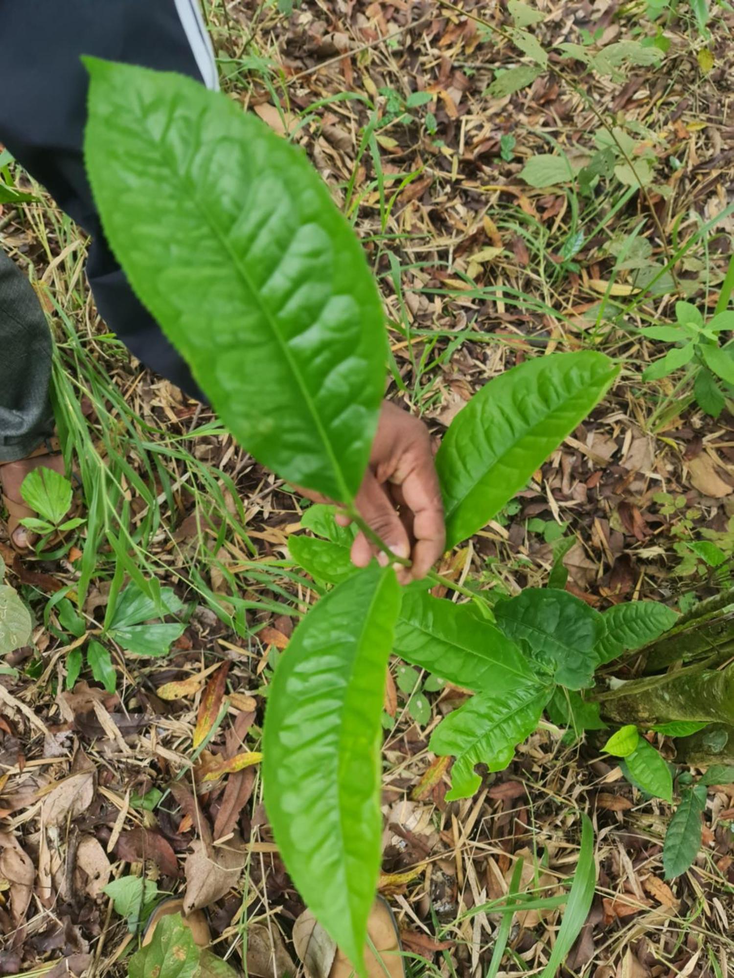 Homestay Panthalams Thekkady