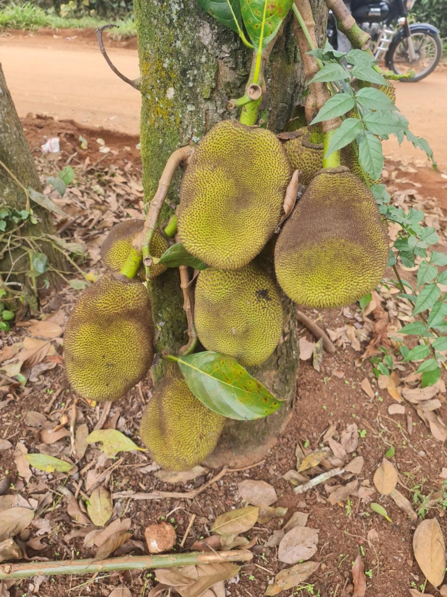 Homestay Panthalams